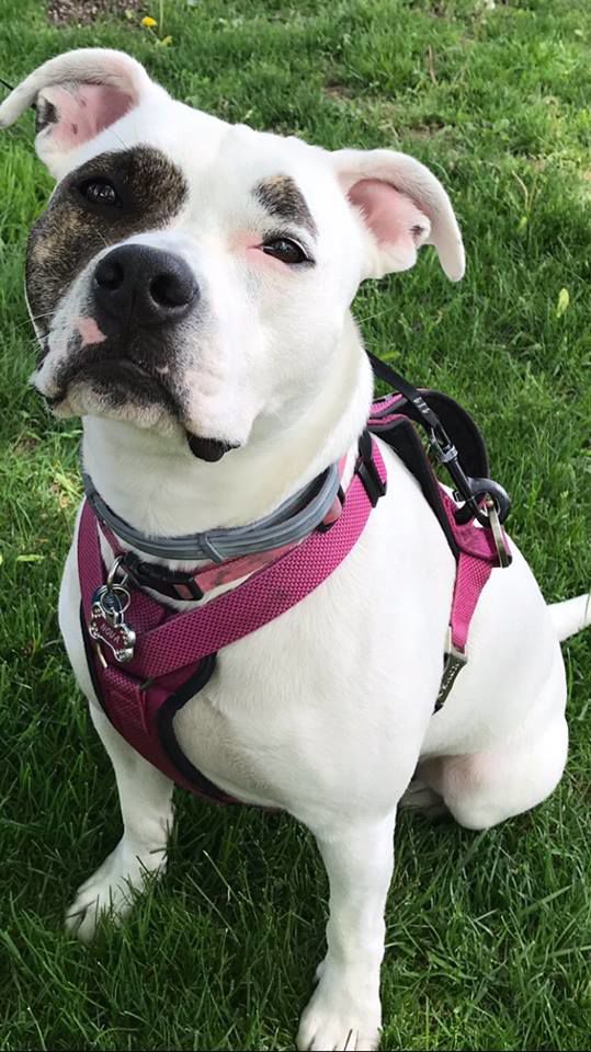 Nova